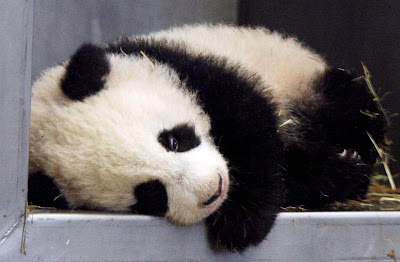 pandaEPA3101_800x525.jpg