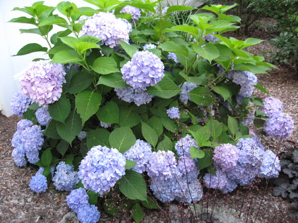 A Guide To Northeastern Gardening Thinking Spring Color In The