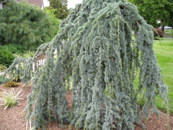 White Swan Properties Blogspot Boxwoods For Ontario Landscapes