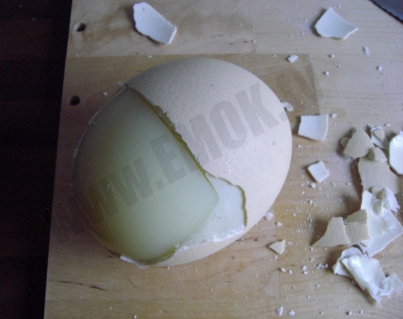 Ada Betol Ka Kalau Nak Makan Telur Burung Unta Kena Sediakan Tukul