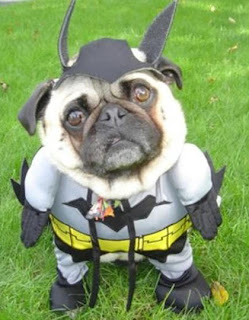 dog+dressed+like+batman.jpg
