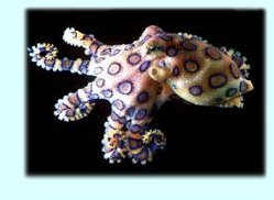 [Image: blue_ringed_octopus.jpg]