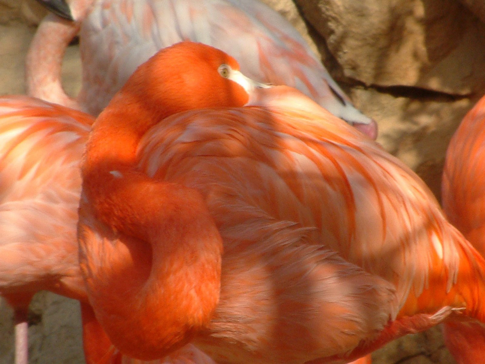 [Flamingo.jpg]