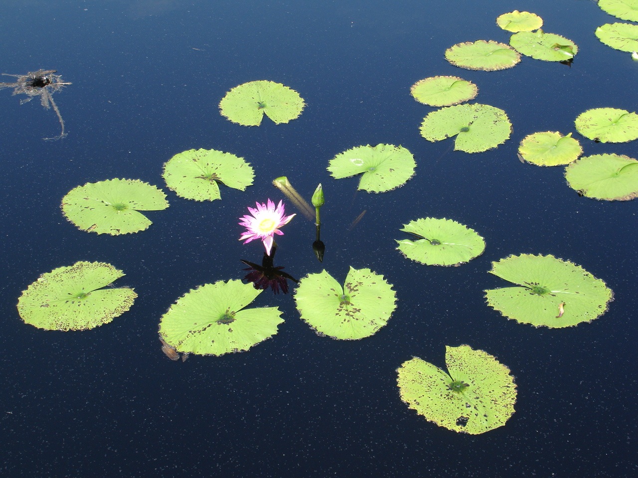 [Water+Lily+15.jpg]
