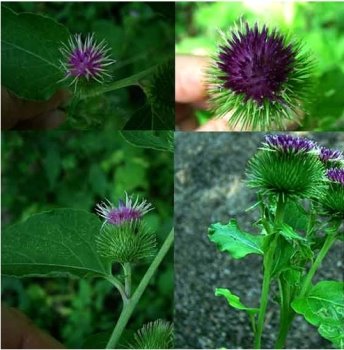 [burdock.jpg]