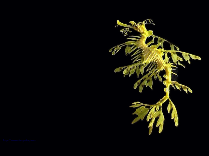 [Leafy_Sea_Dragon_02_600x800.jpg]