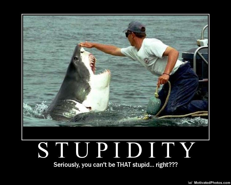 [Image: stupidity.jpg]