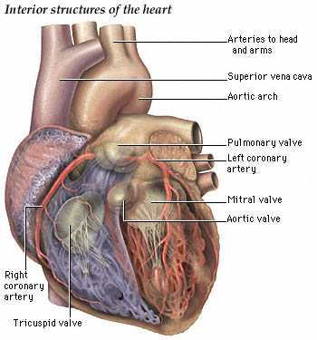 estrutura de um coração