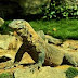 Pulau Komodo terancam dicoret dari New7Wonders