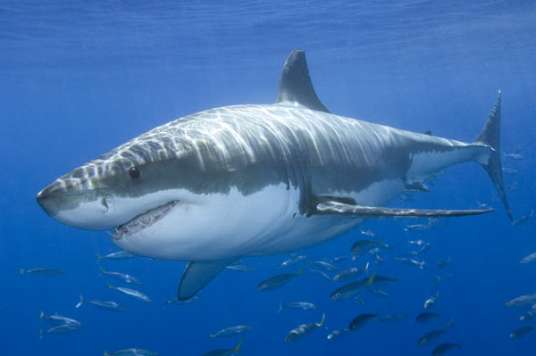 [Great-White-Shark-002.jpg]