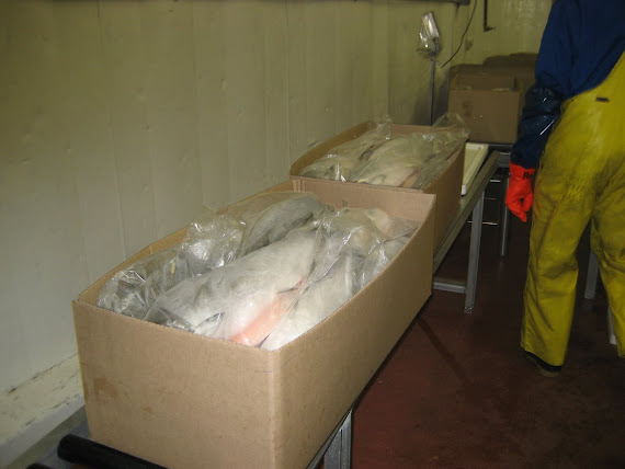 Pacific Salmon IQF (packing)