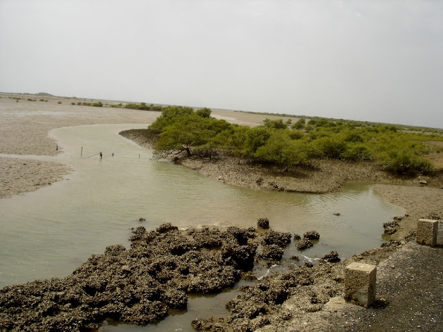 Jakhau Kutch gujarat port mangrove