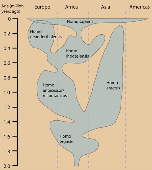 535px-Humanevolutionchart.png