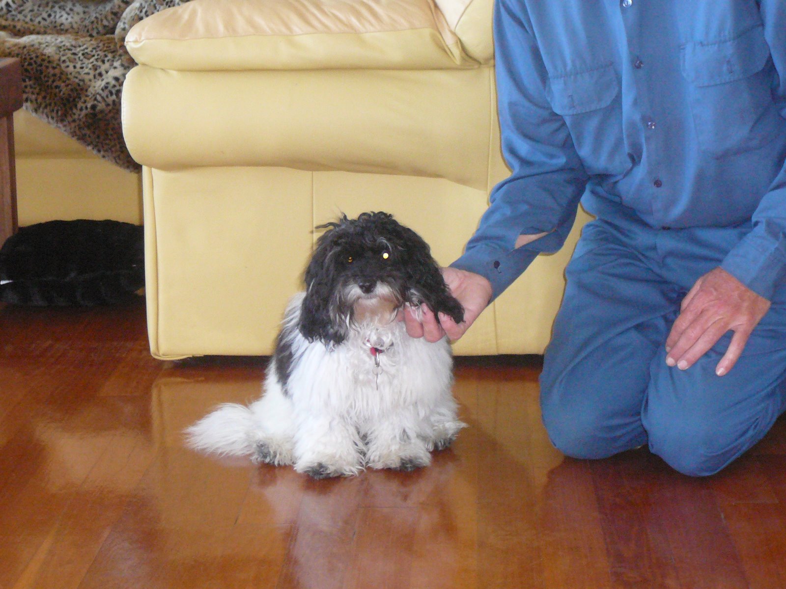 Papillon Poodle Cross