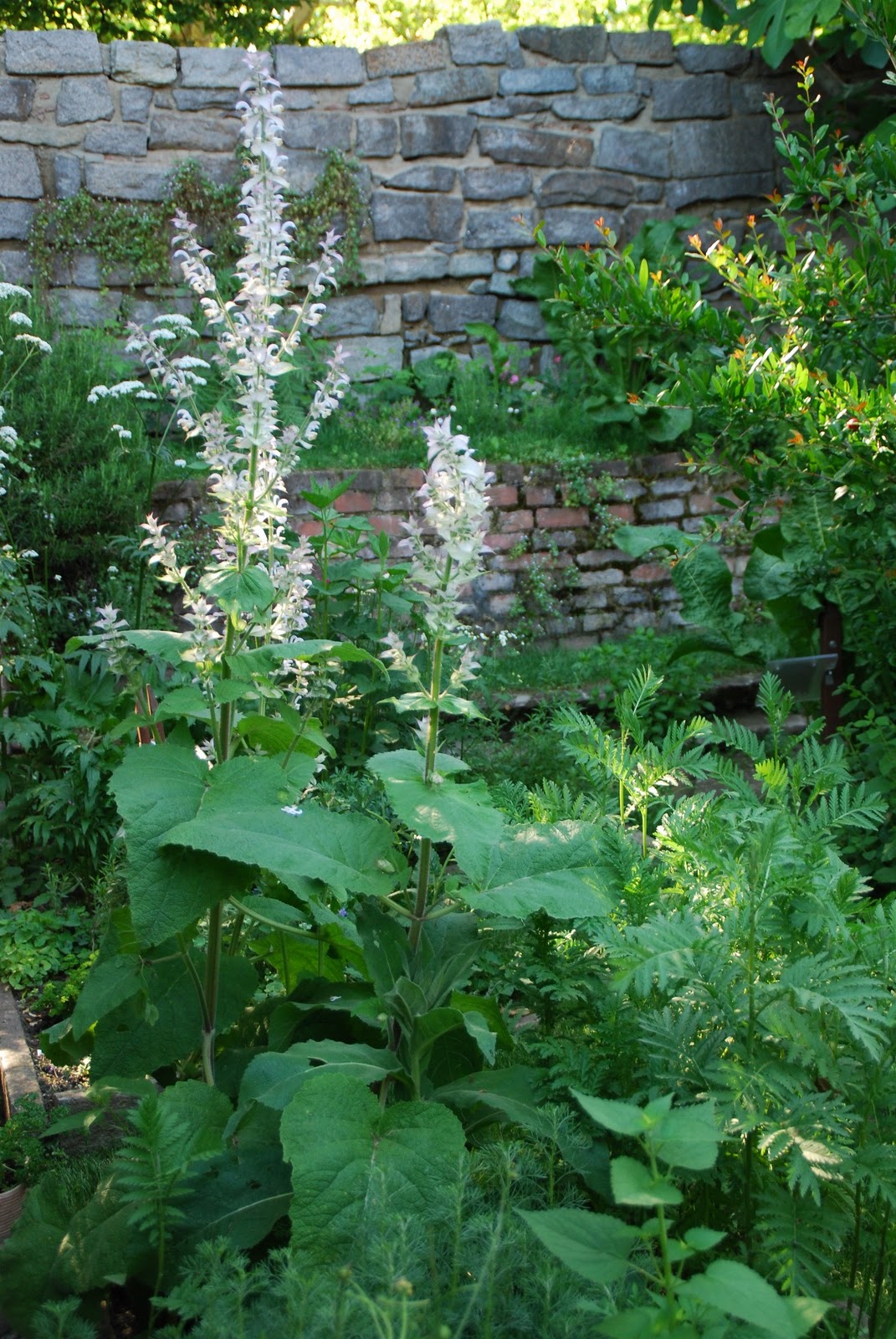 un anno al giardino medievale di torino 3 parte il giardino dei semplici furighedda gardening giardino torino medievale