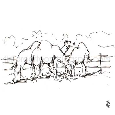 [timorcartoon_camelos3.jpg]