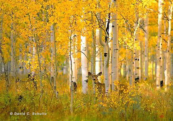 Photos Aspen Trees