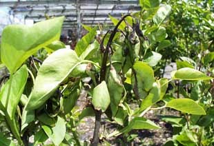 [Lilacbactblight.jpg]