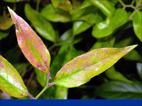 [Powdery+Mildew+on+Leucothoe.JPG]