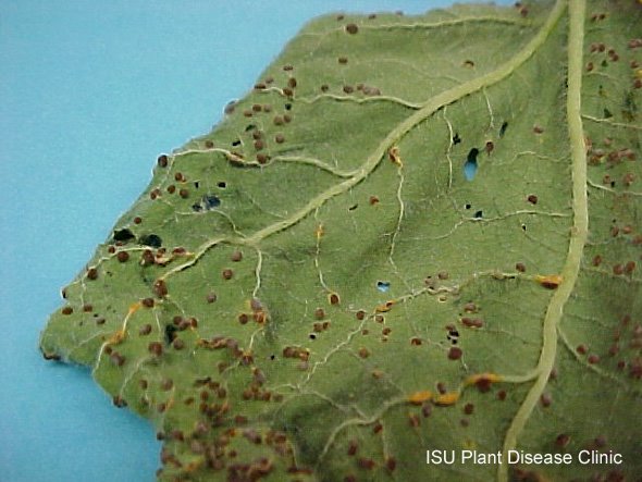 [hollyhockrust+copy.jpg]