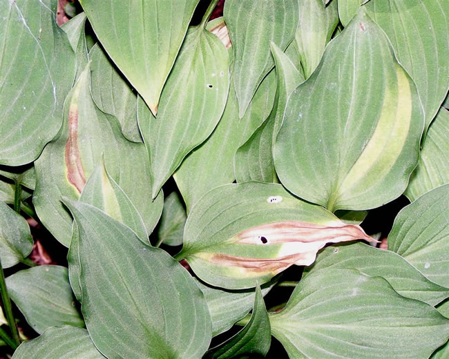 [foliar_nema_hosta.jpg]