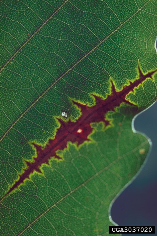 [oak+anthracnose2.jpg]