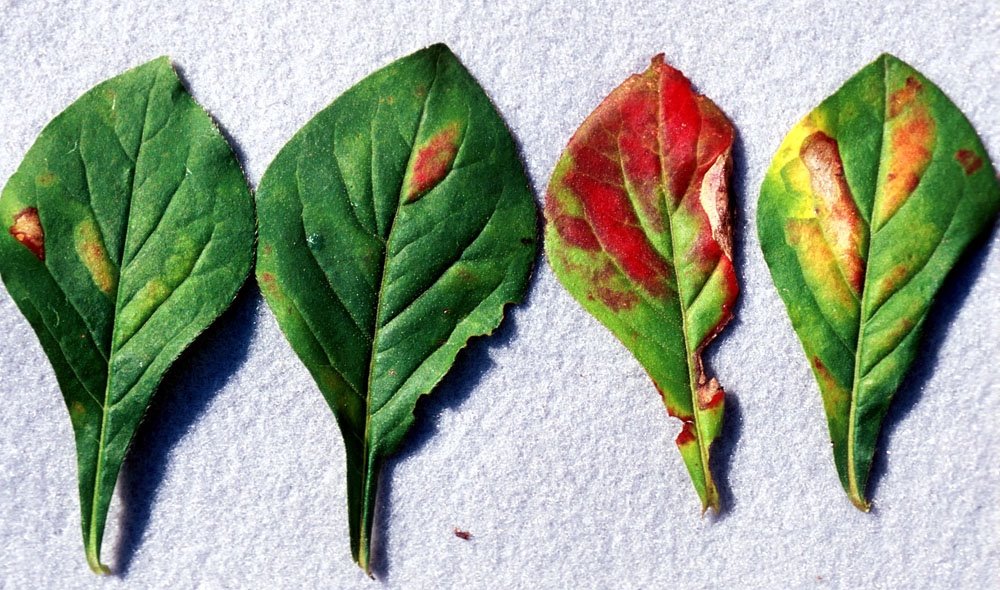 [Plumbago+foliar+nematode.JPG]