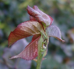 [rose+midge+n+damage.jpg]