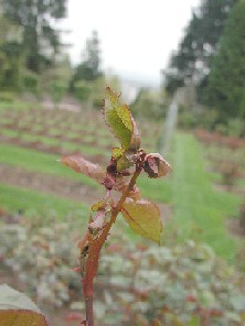 [rose+midge+early+damage2.jpg]