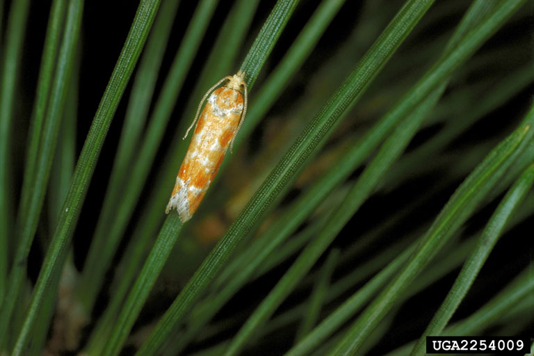 [European+pine+shoot+moth+adult.jpg]