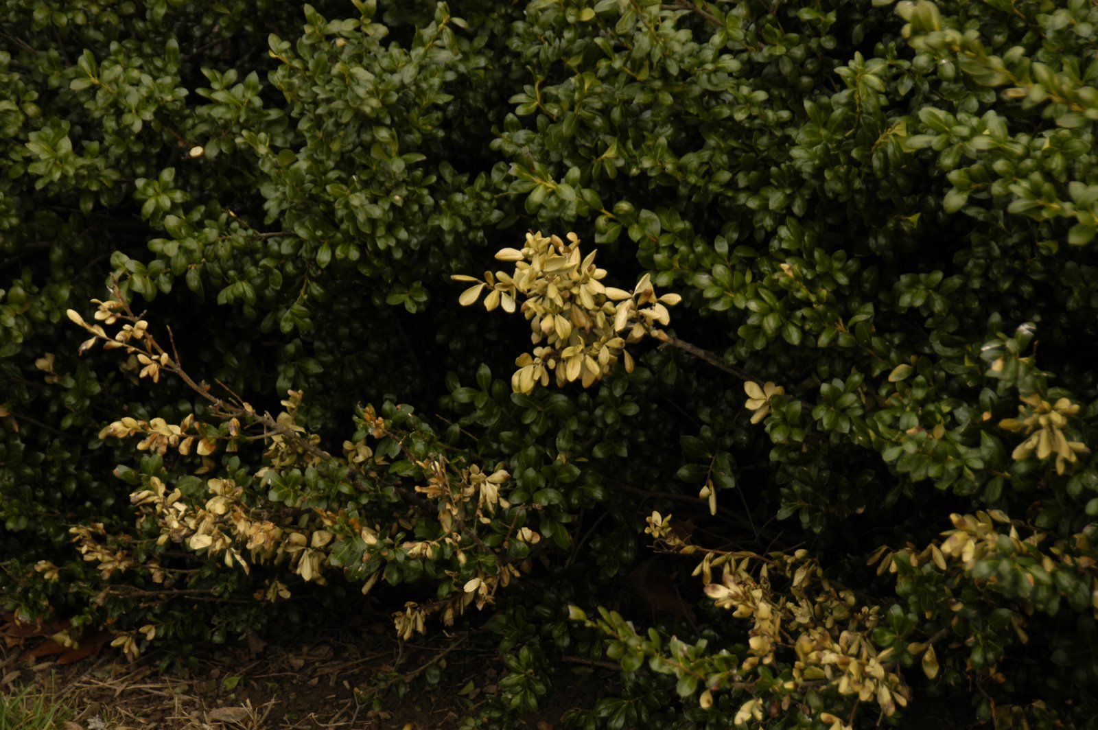 [Japanese+holly.JPG]