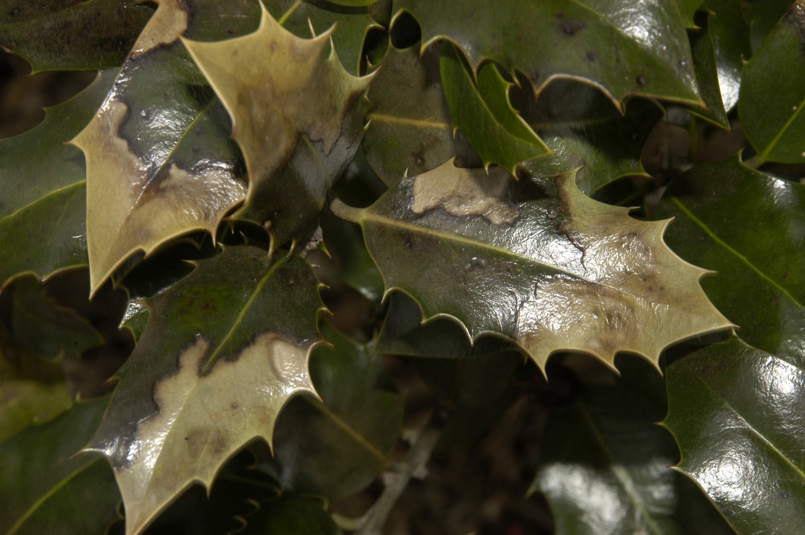 [English+holly+hybrid.JPG]