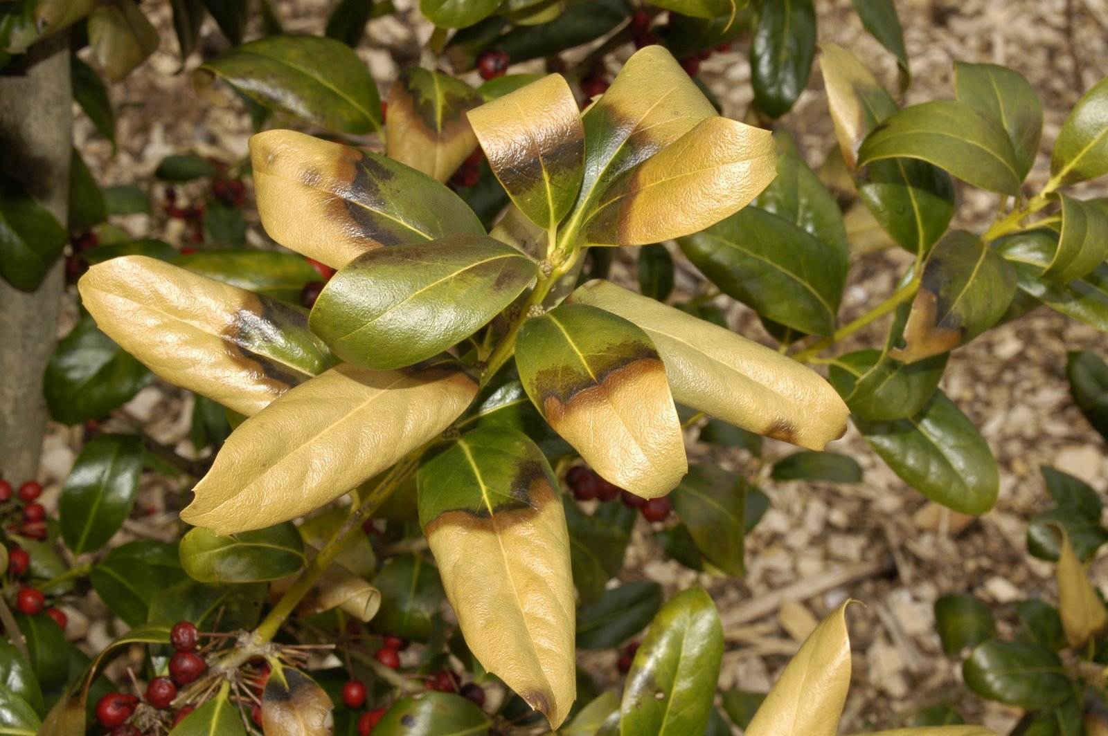 [china+girl+holly.JPG]