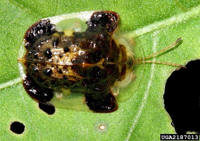 [clavate+tort+beetle+adult.jpg]