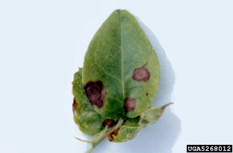 [Phy+on+highbush+blue.jpg]