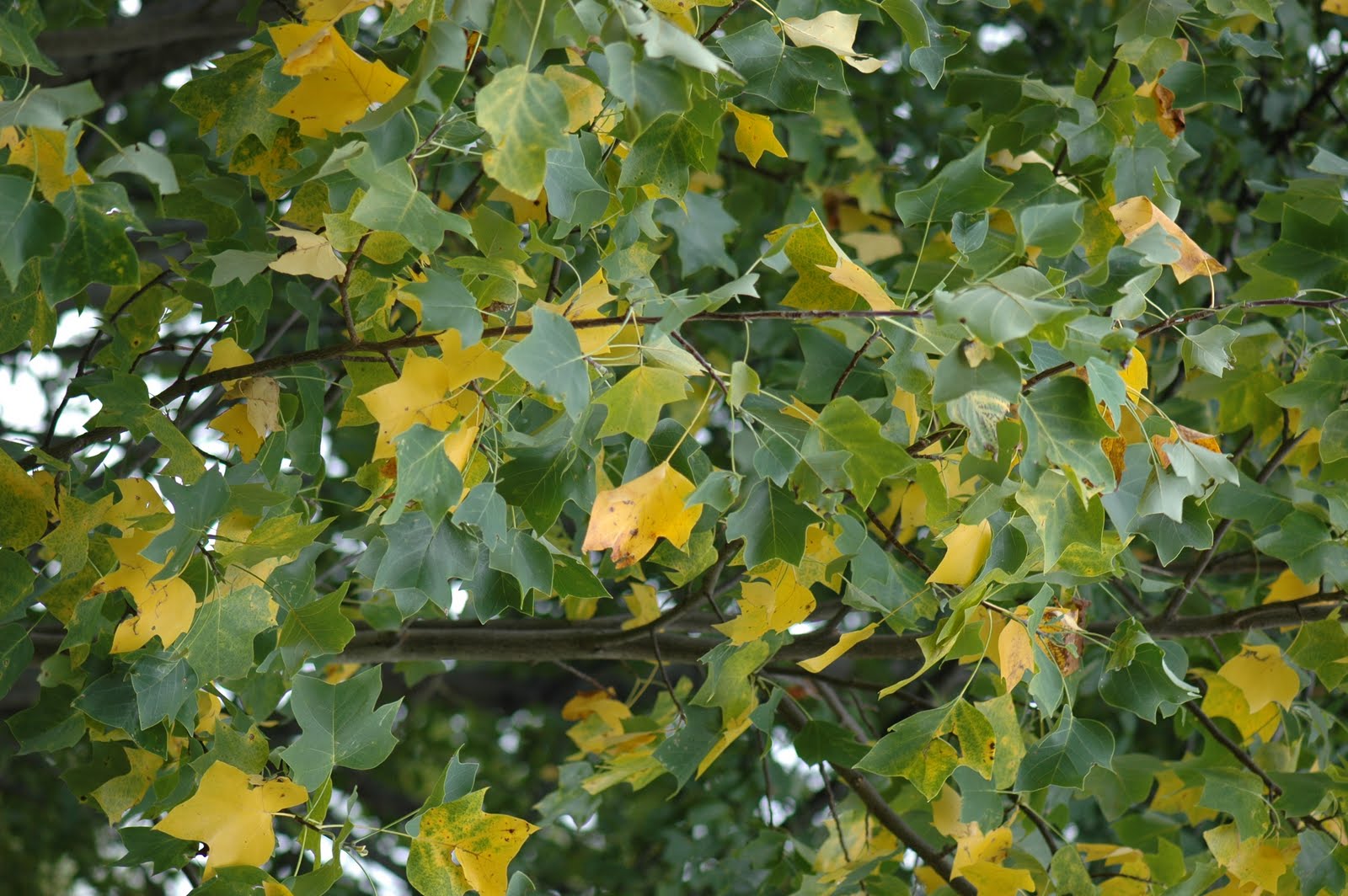 August 2010 Ornamentals Hotline