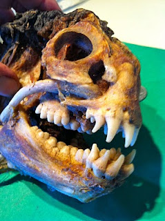 wolf eel skeleton wolf eel skeleton