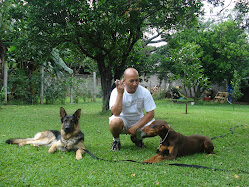 Pastor aleman y Doberman haciendo el echado al mismo tiempo