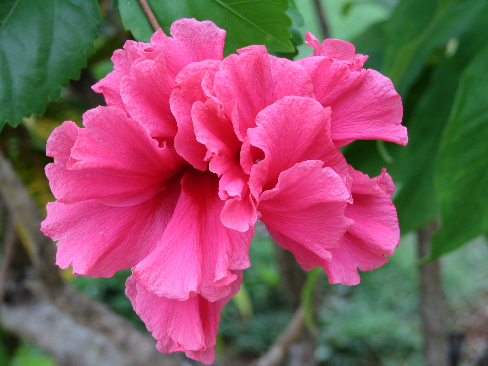 Jamaica Flora