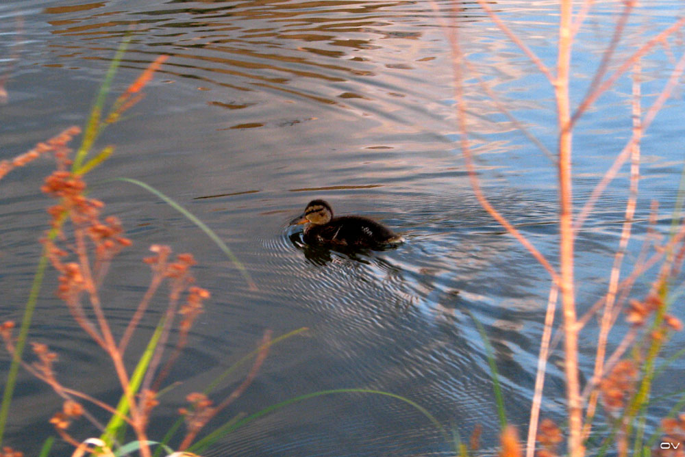 [Tábor-24.5.2008-009.jpg]