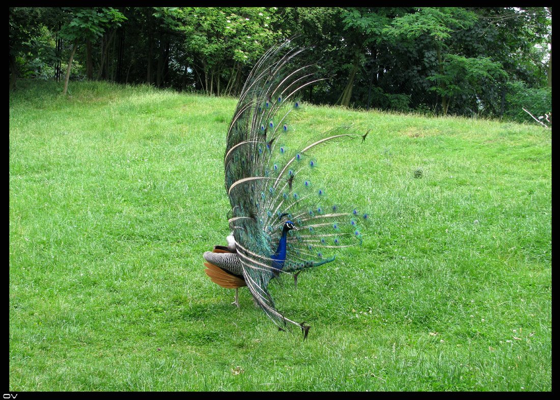 [ZOO-11.6.2008-012.jpg]