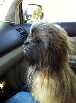 chewbacca