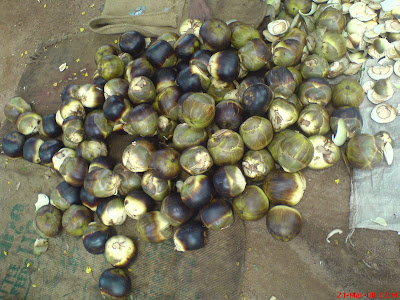 Asian Palmyra Palm (Toddy Palm)