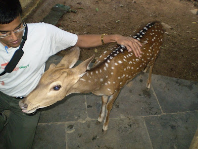 Raja the deer at Talakona Guest House