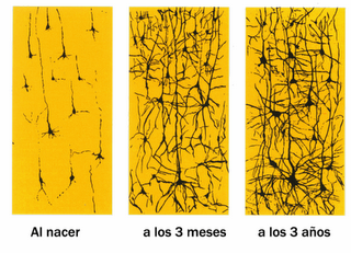 [desarrollo%2Bred%2Bneuronal[1].png]