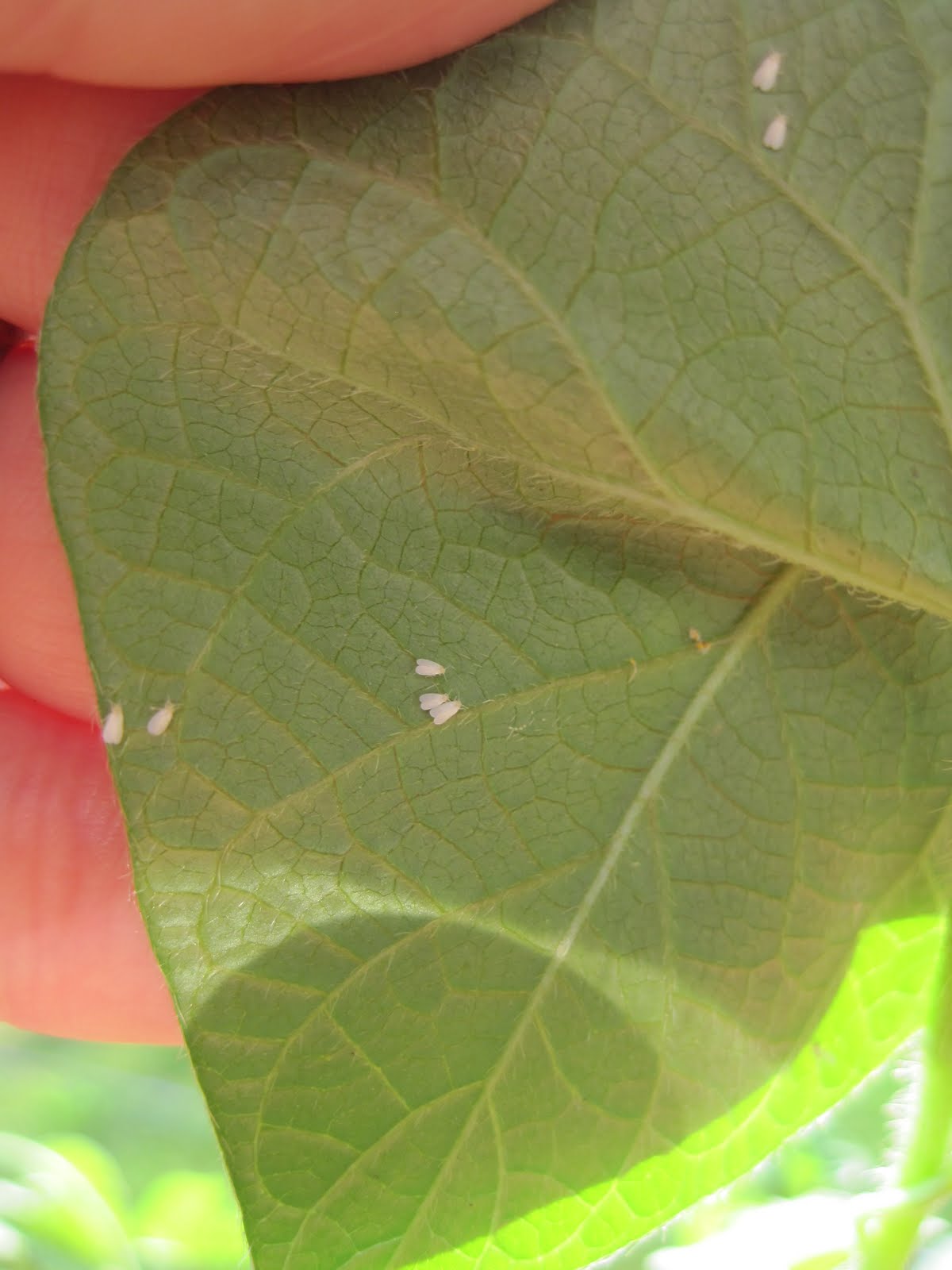 How Do You Grow Morning Glory Seeds Indoors - Morning Glory in Hanging Basket: The Beauty of Dawn in Your Home