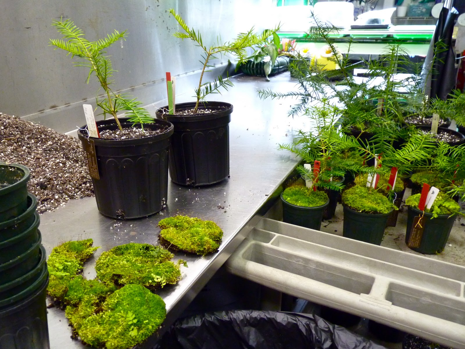 floraphile Decorative Moss The Gift of Living Craft