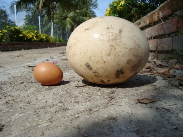 Telur ostrich