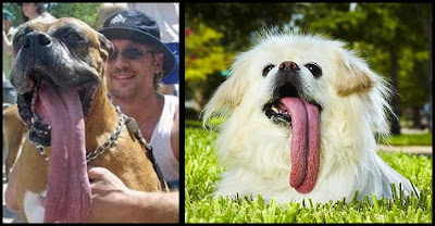 Record mundial de la lengua de perro mas larga del mundo