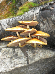Fungi Near Angel Rocks Trail